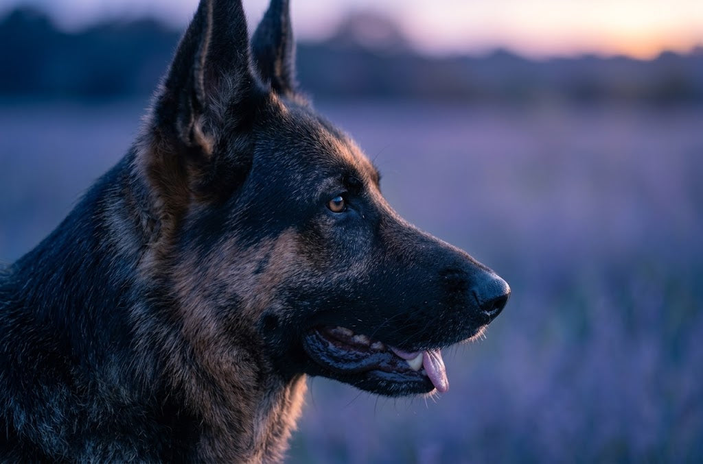 Benefits of Puptide Blend for Dogs